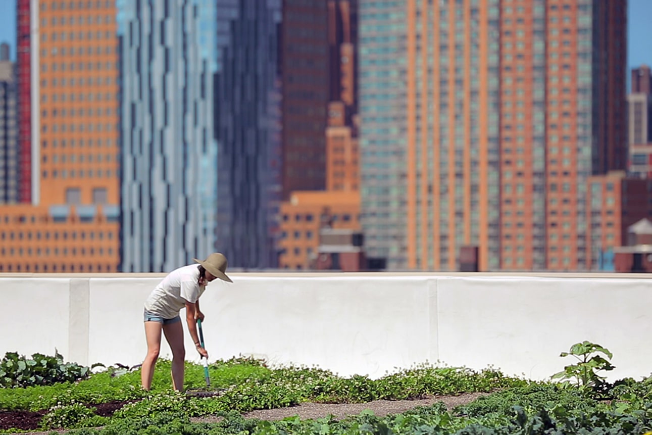 Urbane Landwirtschaft New York Dach