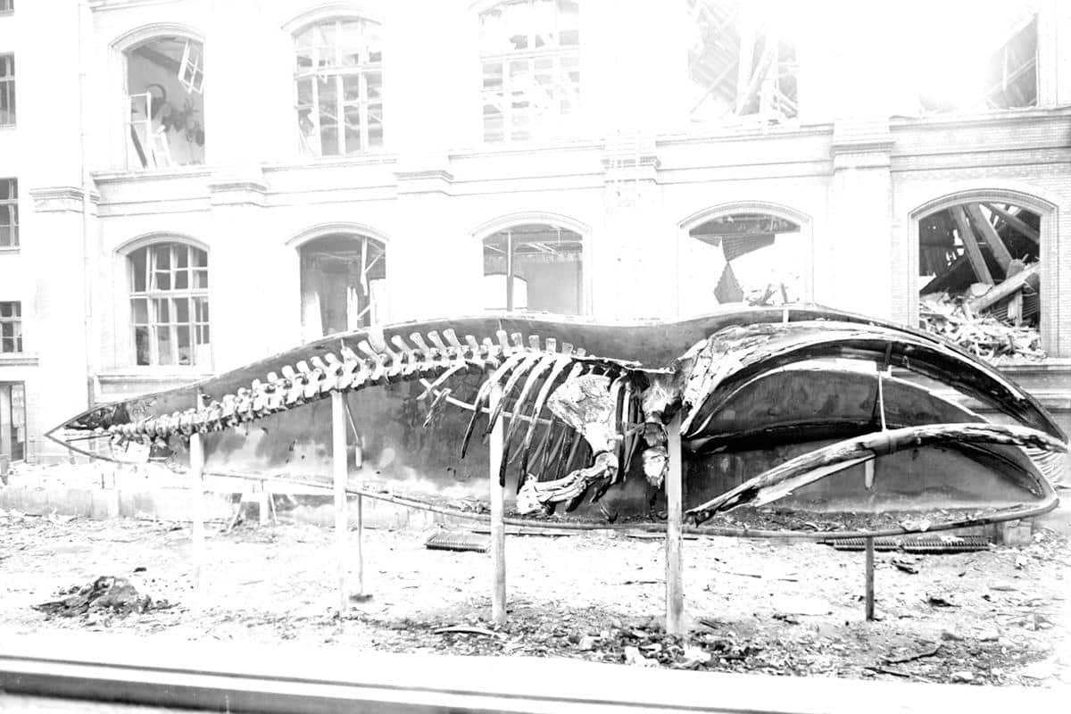 Ein zerstörtes Walmodell inmitten des Museums während dem Krieg. Bild: Naturkundemuseum Berlin